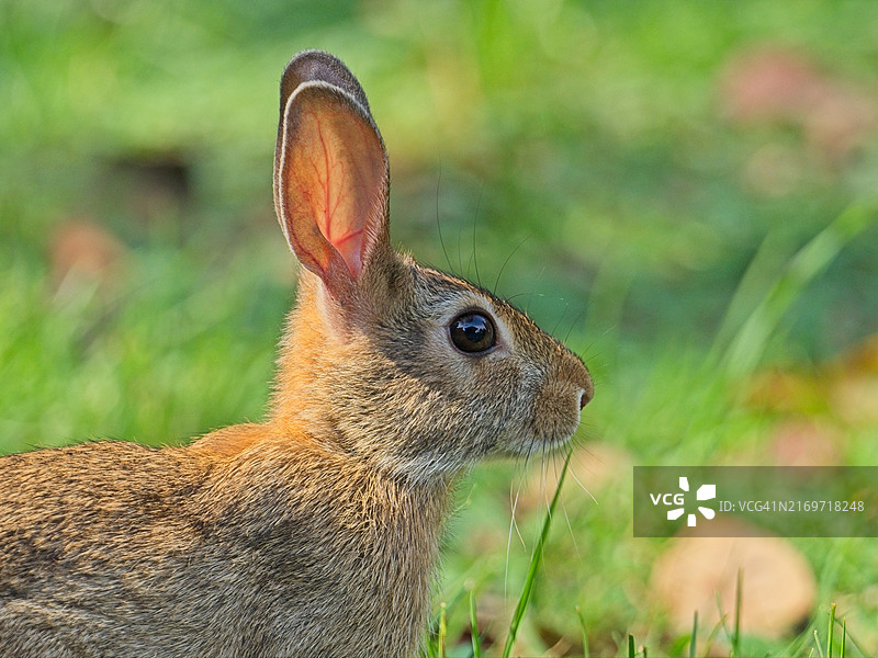 兔子；棉尾兔图片素材