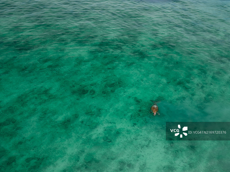 儒艮在海岸边以海草为食图片素材