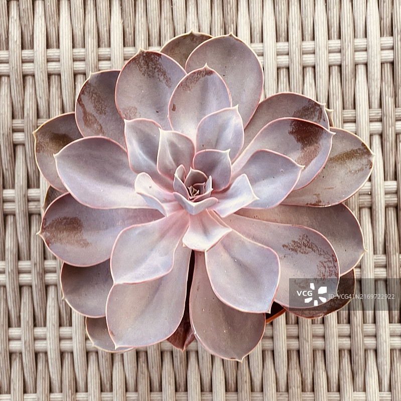 特写镜头下的石莲花图片素材