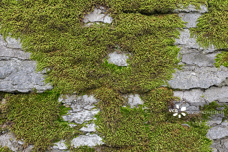 长满苔藓和地衣的旧石墙图片素材