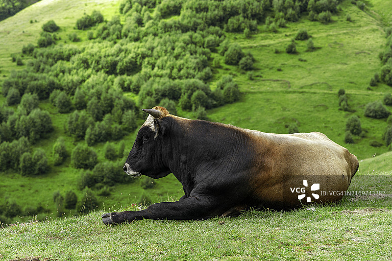 公牛在高加索山脉的绿草地上休息图片素材