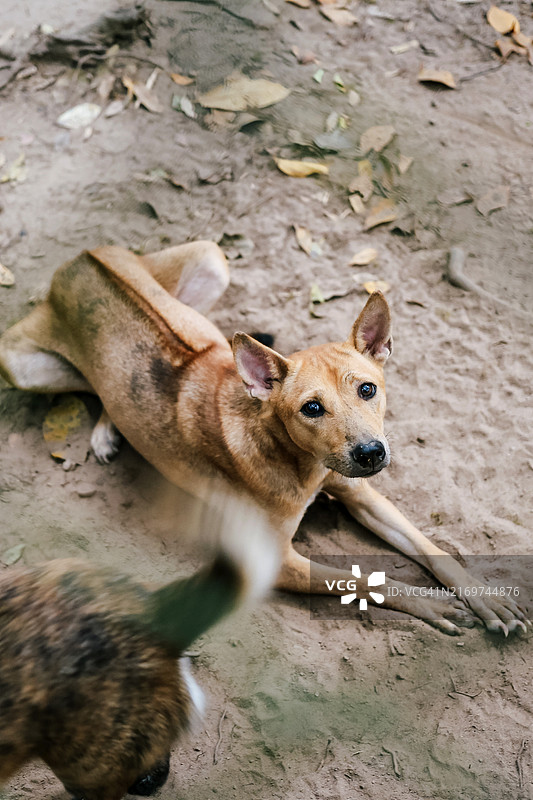 越南富国岛脊背犬图片素材