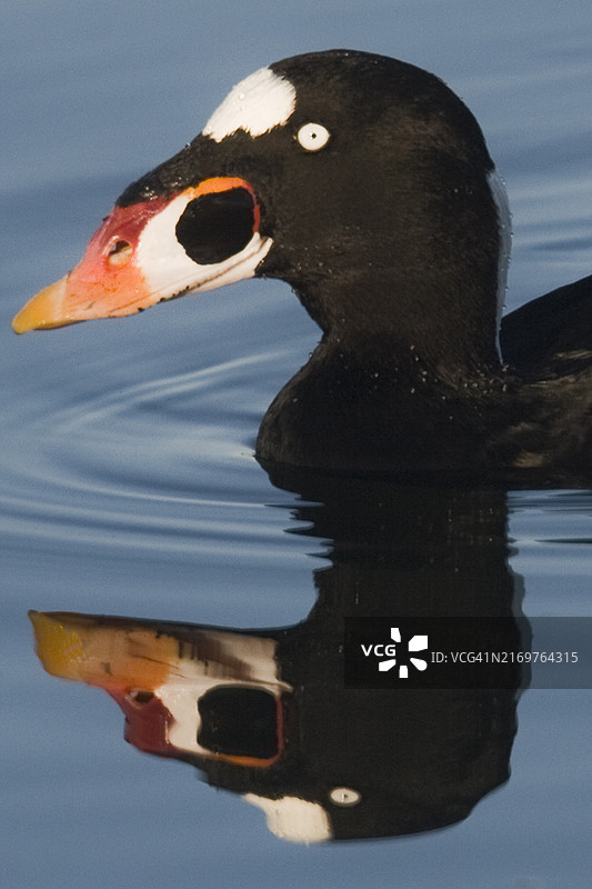 近距离拍摄游动中的雄性海番鸭倒影图片素材