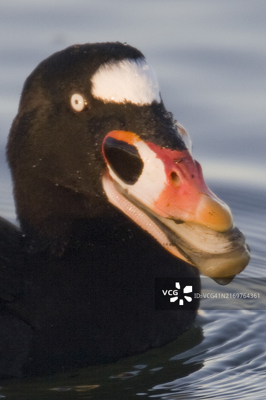 雄性海番鸭正在吃蛤蜊特写图片素材