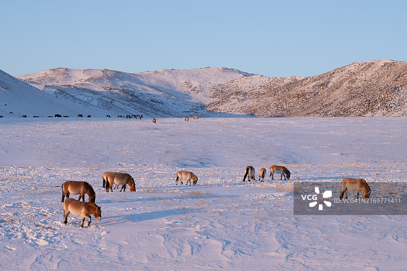 野马场景图片素材