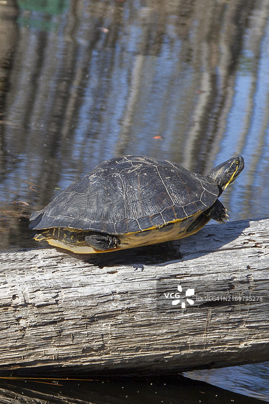 在阳光下晒太阳的黄腹彩龟图片素材