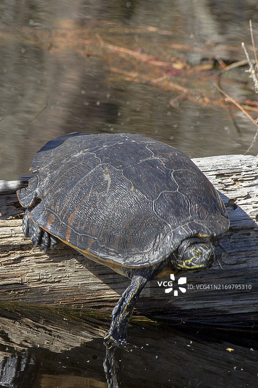 黄腹彩龟在阳光下享受日光浴，外壳有咬痕图片素材