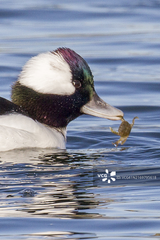 雄性小䴔鸭抓螃蟹特写图片素材