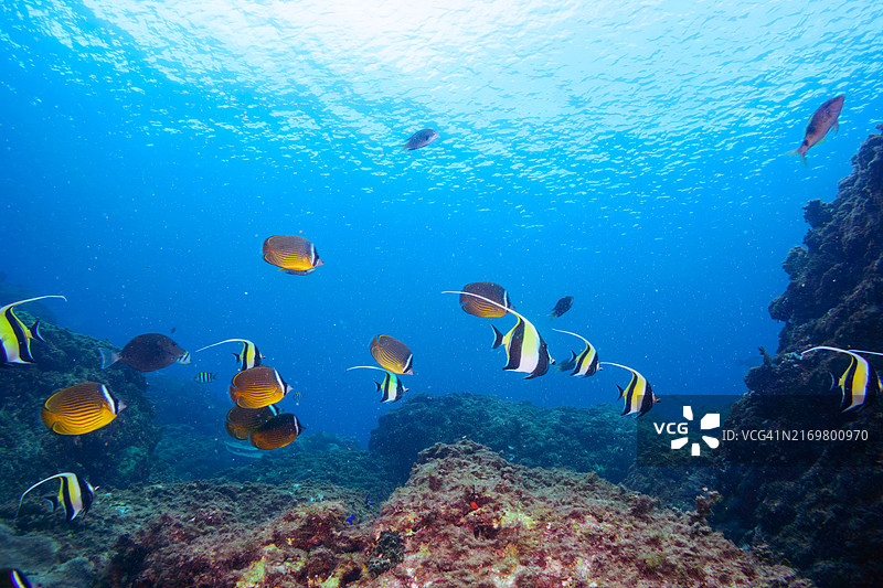 美丽的桌面珊瑚和鱼群：摩尔偶像鱼、白鞍羊鱼、丝鳍副须鲉、海东方蝴蝶鱼、金黄蝴蝶鱼、北方黄斑光鳃鱼等图片素材