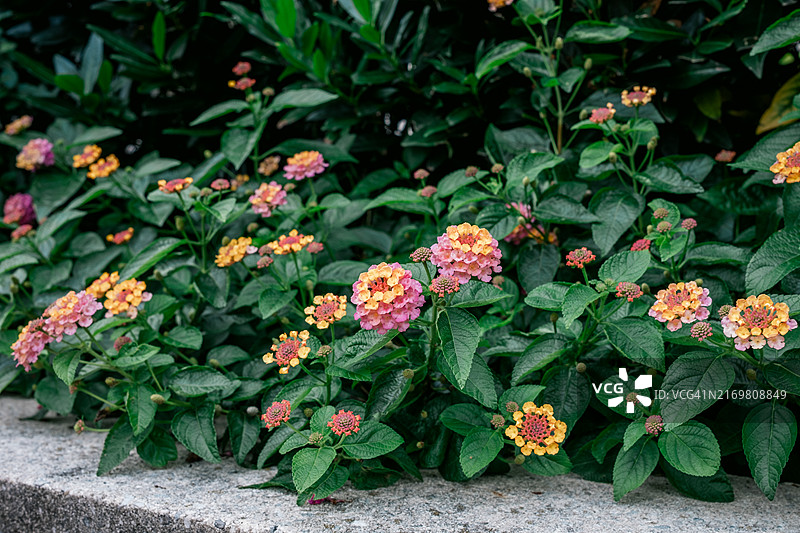 盛开的马缨丹图片素材