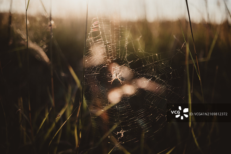 花园蜘蛛在日落时分的田野里结网图片素材