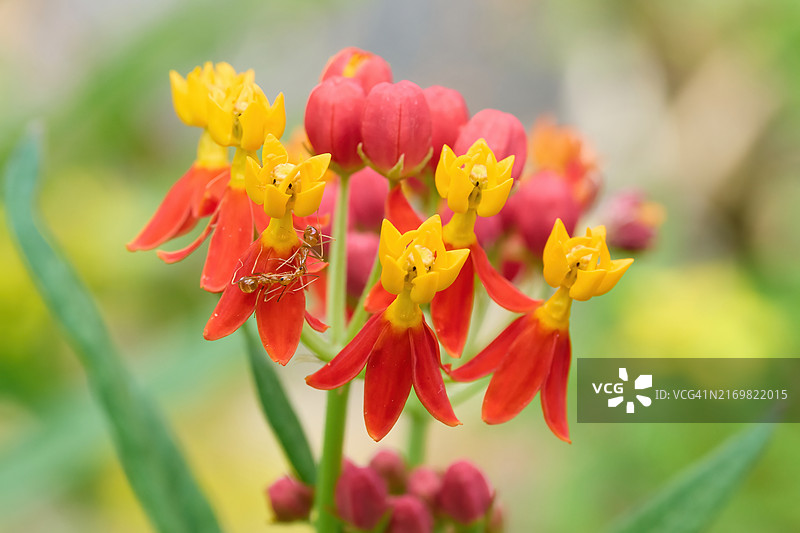 墨西哥马利筋图片素材
