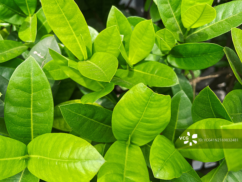 树叶全画幅照片图片素材