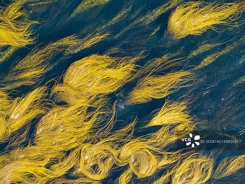 莫莱讷和乌埃桑岛之间伊罗兹海的灰海豹图片素材