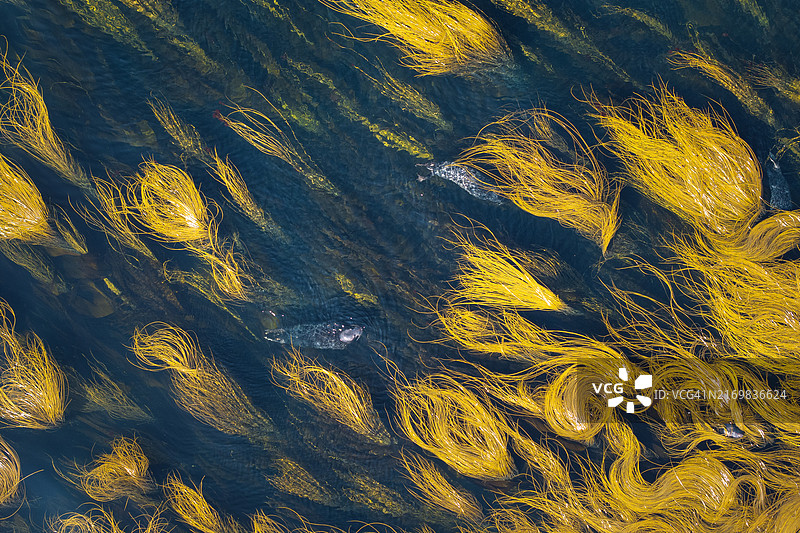 莫莱讷和乌埃桑岛之间伊罗兹海的灰海豹图片素材