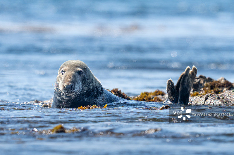 在伊罗兹海中休息的灰海豹图片素材