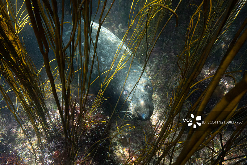 伊罗兹海海带中的灰色海豹图片素材