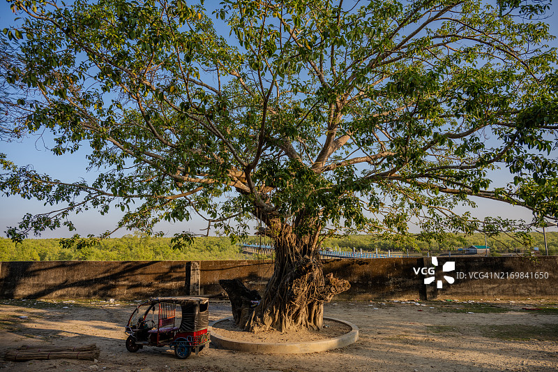 孟加拉国考克斯巴扎尔马赫什卡利岛下的古老榕树与人力车图片素材