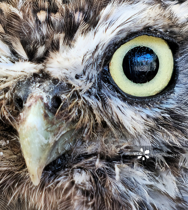 猫头鹰头部图片素材