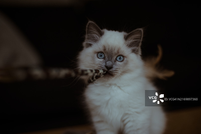 布偶小猫嘴里叼着玩具图片素材