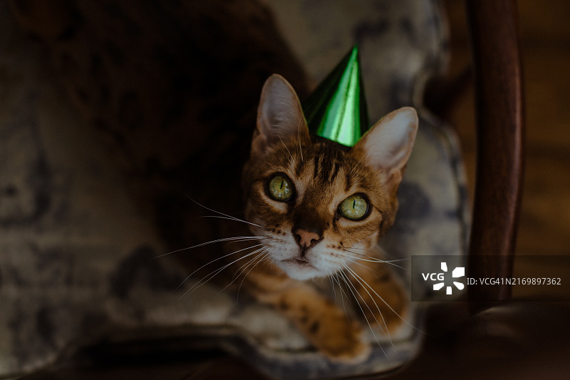 戴着绿色派对帽的孟加拉猫图片素材