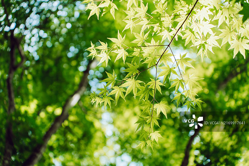 阳光下宁静的夏季日本枫叶美景图片素材