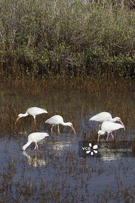白鹮群觅食图片素材