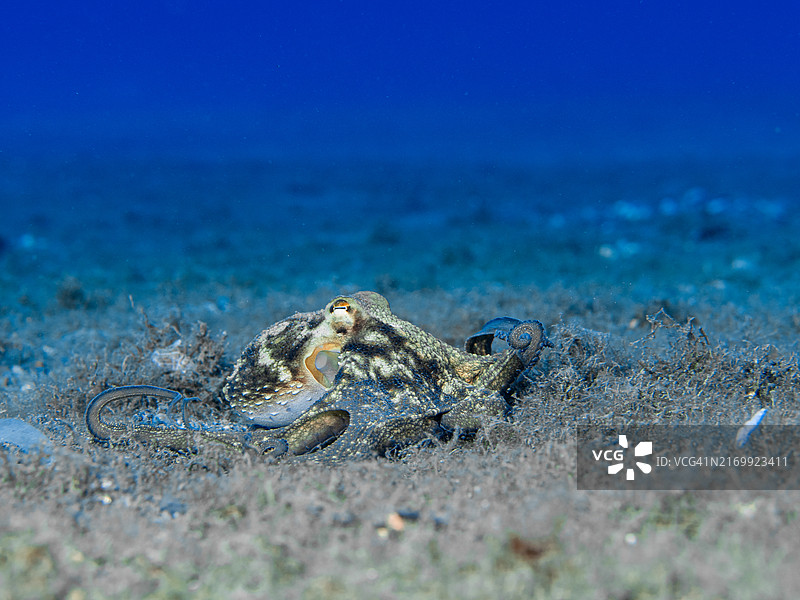 水下拍摄的章鱼图片素材