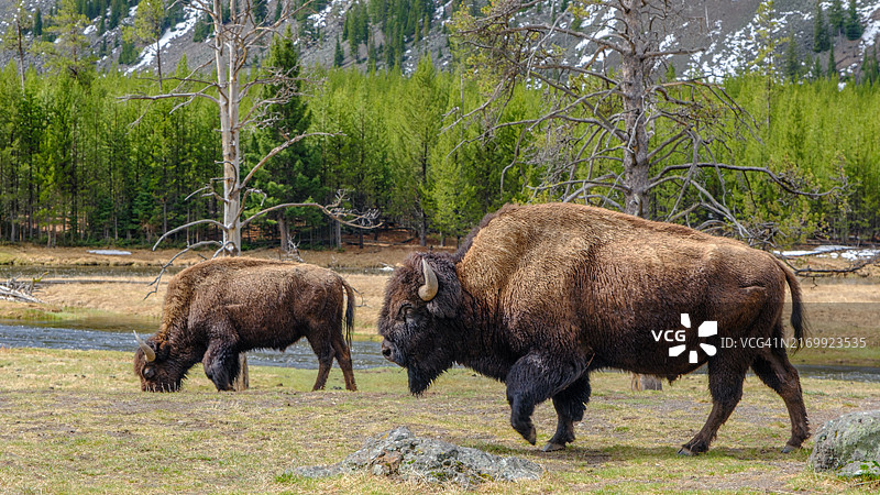 雪山旁 grazing 的野牛图片素材