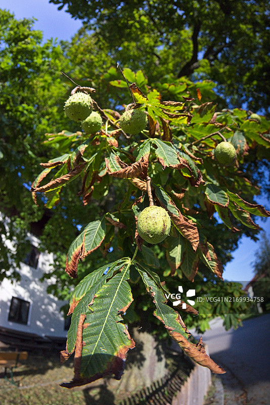 结着七叶树果的七叶树图片素材