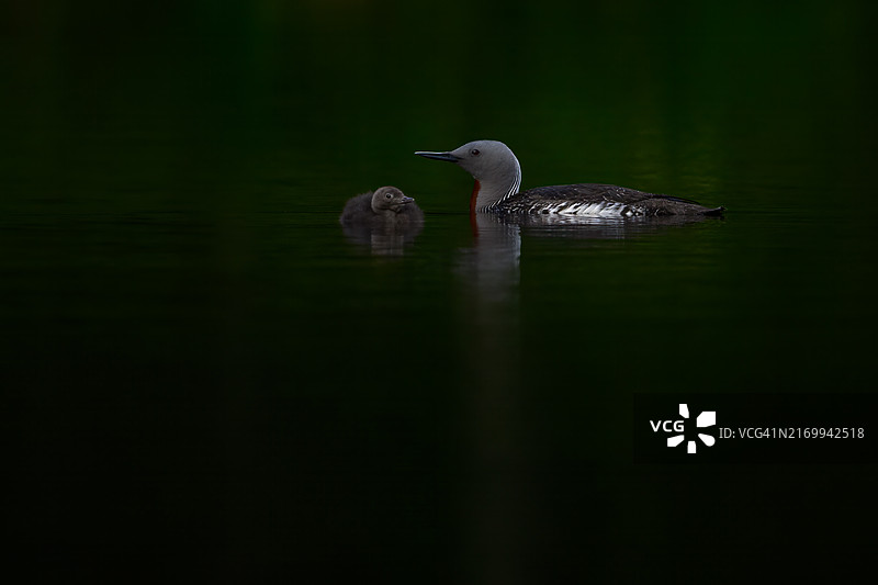 红喉潜鸟全家福图片素材