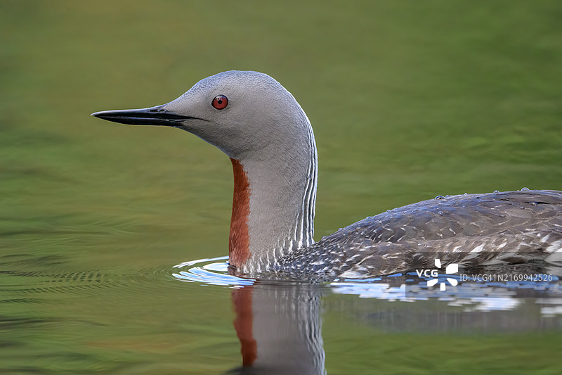 红喉潜鸟肖像图片素材