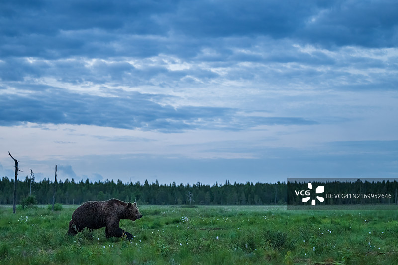 棕熊穿过草地图片素材