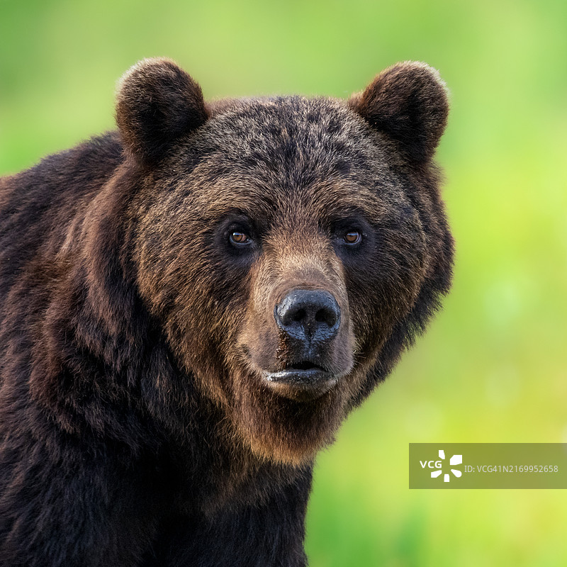 棕熊面部特写图片素材