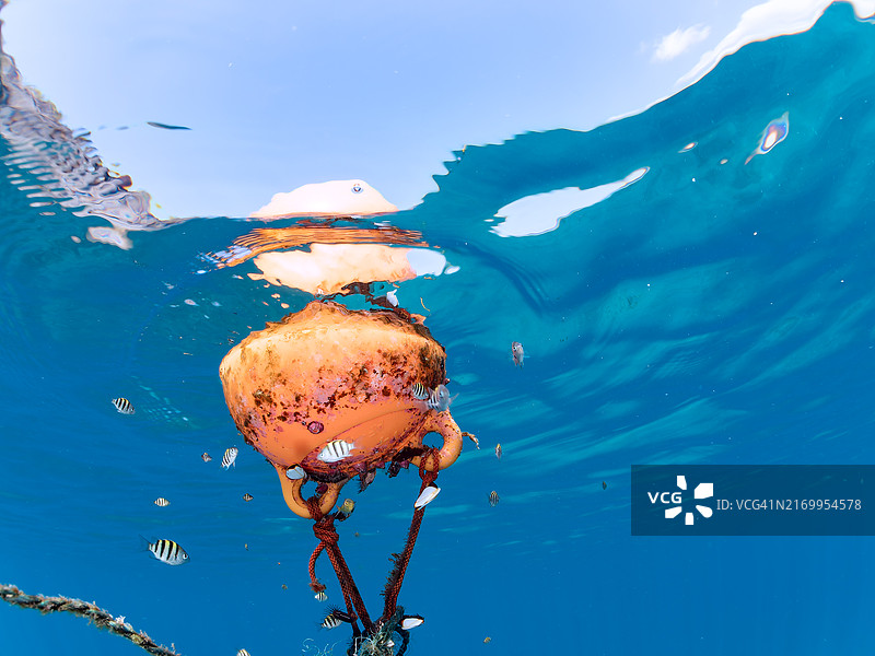 一群可爱的彩虹鱼、五带豆娘鱼、白点丝隆头鲀和其他以浮标为家的幼鱼图片素材