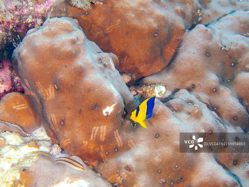 可爱的双色刺蝶鱼（Centropyge bicolor）及其他鱼类图片素材