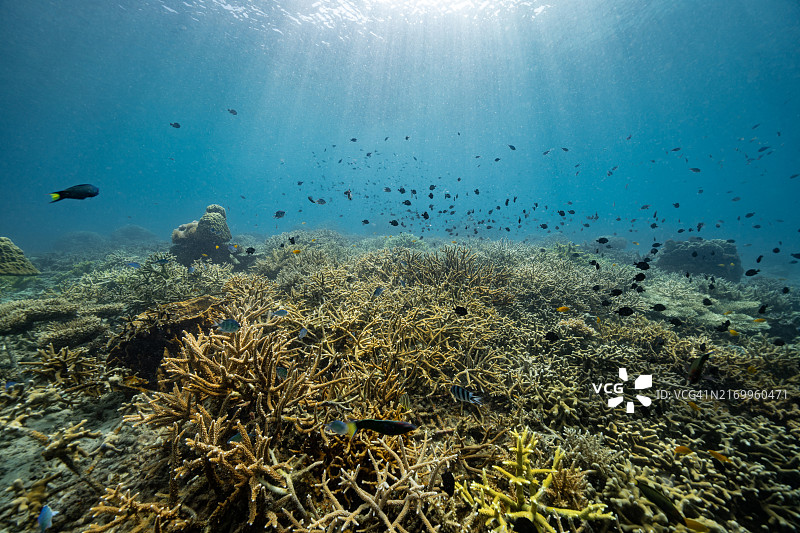 海底的珊瑚与阳光照射图片素材