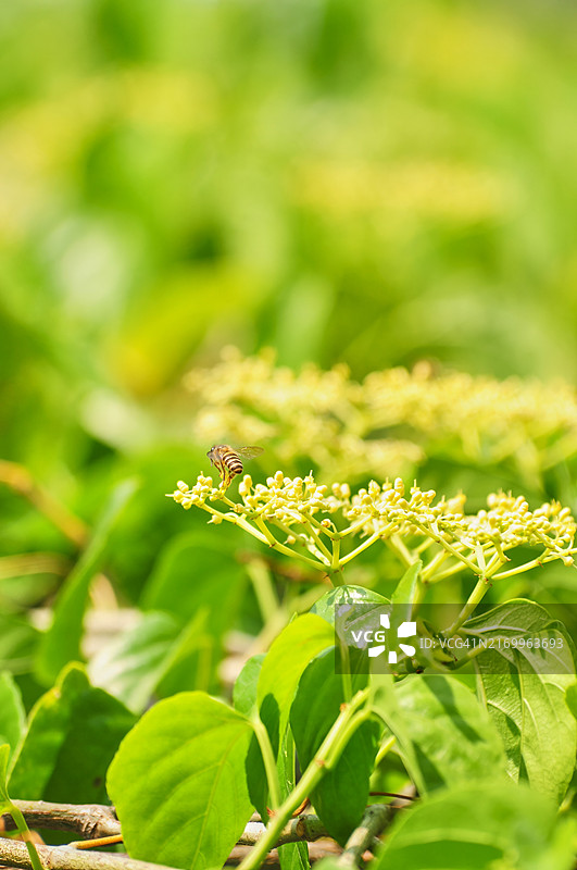 非洲化蜜蜂图片素材