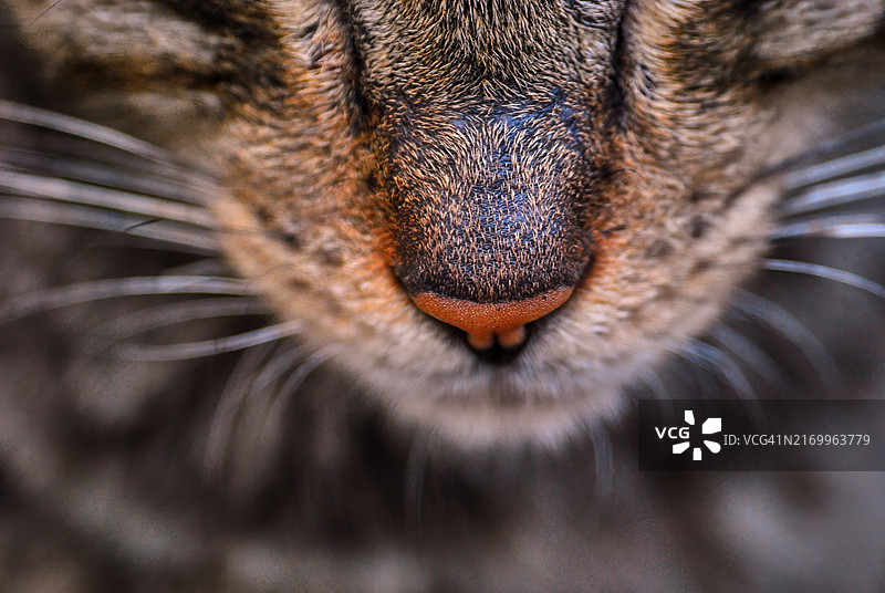 睡着的猫俯视图图片素材