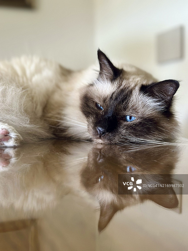 躺在桌子上的伯曼猫的正面肖像图片素材