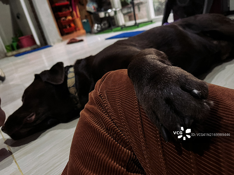 巧克力色拉布拉多犬睡在主人腿上图片素材