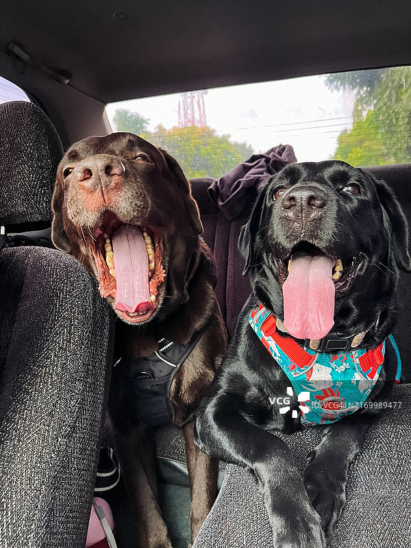 两只拉布拉多犬享受公路旅行图片素材