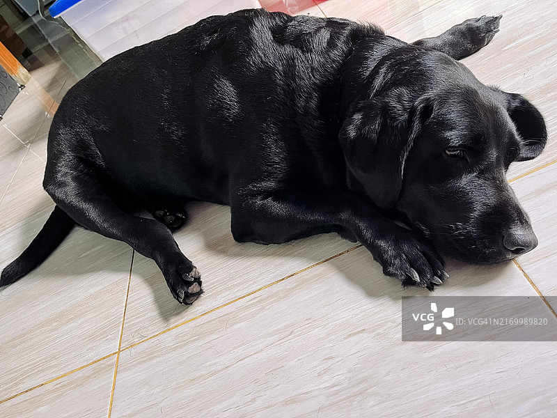黑色拉布拉多猎犬在地板上休息特写图片素材