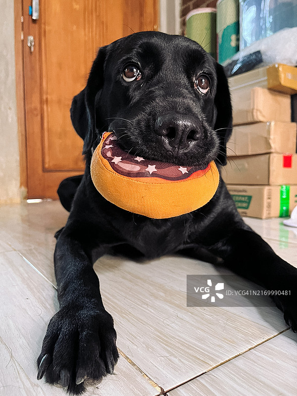 抱着心爱玩具的黑色拉布拉多犬图片素材