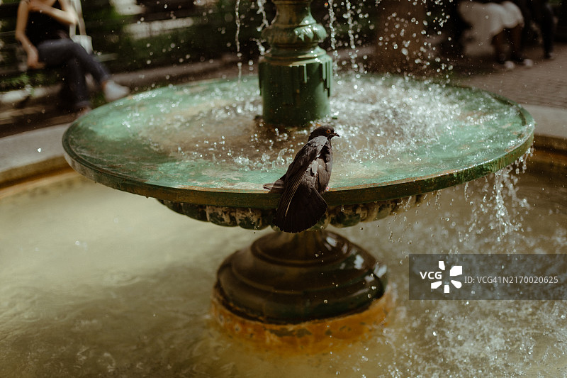 巴黎喷泉中的鸽子图片素材