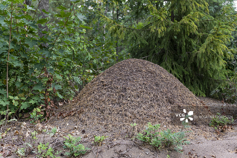 瑞典森林中的蚁丘图片素材