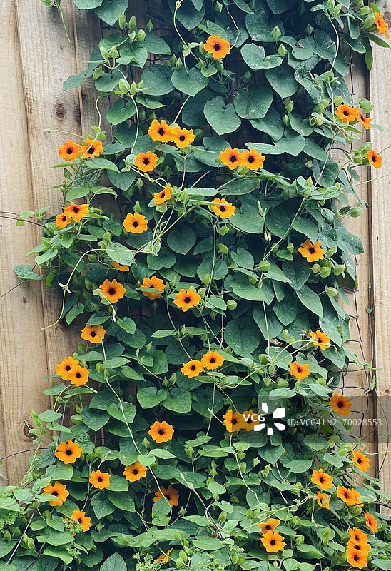 特写镜头下的橙色黑眼苏珊藤（翼叶山牵牛）图片素材