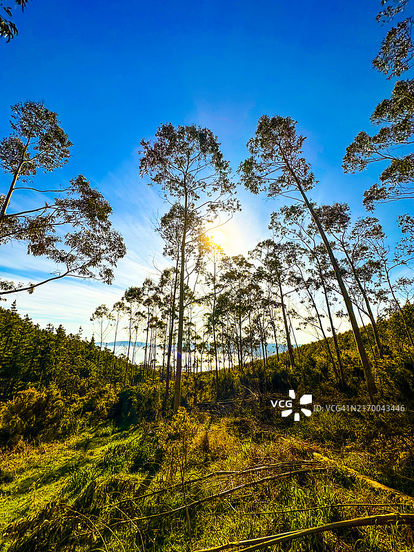 桉树林上方的明媚阳光图片素材