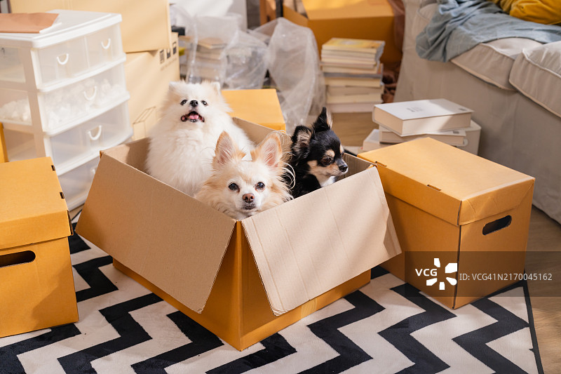 快乐吉娃娃犬和博美犬准备搬进纸板箱的有趣居家宠物生活，搬家日或犬舍，纸板箱里的小狗图片素材