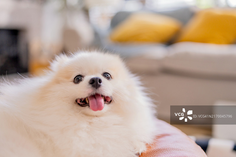 可爱的小博美犬，白色毛皮，放松地躺在黄色枕头上，纸箱房屋搬迁装修房间内图片素材